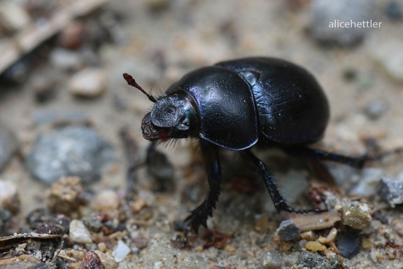 Waldmistkäfer (Anoplotrupes stercorosus)